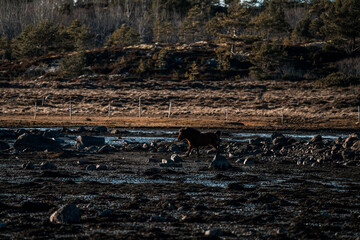 icelandic horses Trott run in nature area animal equine pretty 