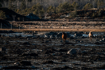 icelandic horses Trott run in nature area animal equine pretty 