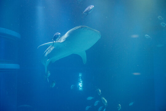 Stunning underwater view of marine animals inside the Osaka Kaiyukan Aquarium, one of the world largest aquariums. The exhibit features species like the whale shark.