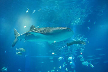 Stunning underwater view of marine animals inside the Osaka Kaiyukan Aquarium, one of the world largest aquariums. The exhibit features species like the whale shark.