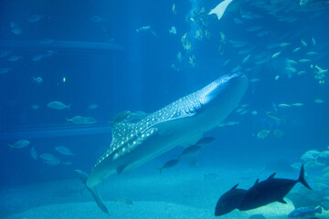 Naklejka premium Stunning underwater view of marine animals inside the Osaka Kaiyukan Aquarium, one of the world largest aquariums. The exhibit features species like the whale shark.