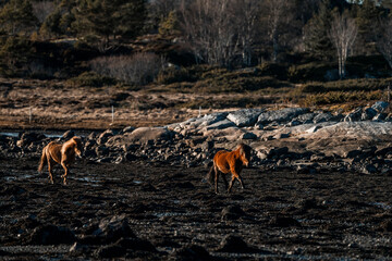 icelandic horses Trott run in nature area animal equine pretty 