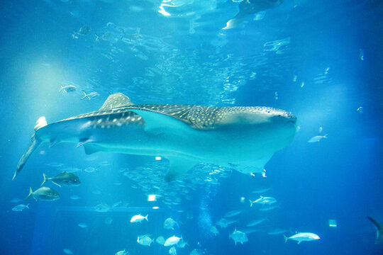 Stunning underwater view of marine animals inside the Osaka Kaiyukan Aquarium, one of the world largest aquariums. The exhibit features species like the whale shark.