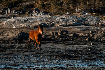 icelandic horse trotting beside the sea ocean