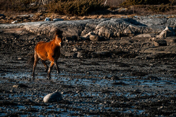 icelandic horse trotting beside the sea ocean