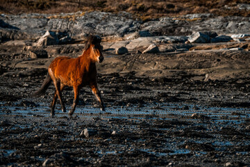 icelandic horse trotting beside the sea ocean