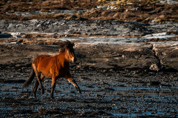 icelandic horse trotting beside the sea ocean