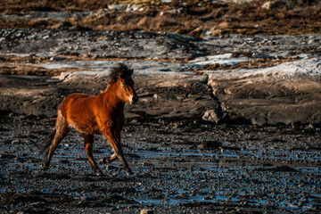 icelandic horse trotting beside the sea ocean