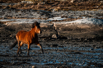 icelandic horse trotting beside the sea ocean