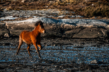 icelandic horse trotting beside the sea ocean