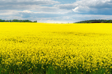 Obraz premium A field of yellow flowers against a cloudy sky