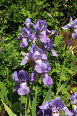 Cluster of sunlit purple Bearded Iris flowers, Derbyshire England
