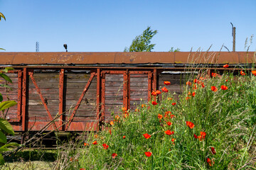 weathered wooden freight train wagon with rusted metal framing stands still on old tracks. In the foreground, vibrant red poppies and tall grass grow wildly under a clear blue sky, creating a strong c