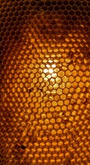Honey as a natural sweetener
Healthy lifestyle with organic honey 
Pure organic honey
Natural raw honey
Bees and honeycomb close-up
Honeycomb texture in sunlight
Healthy lifestyle with organic honey