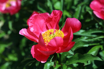 Macro image of a sunlit Peony bloom, Derbyshire England
