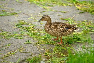 Female duck on the grass