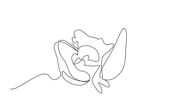 Animation of continuous one line drawing avocado cut into 2 parts and splash juice comes out from the bottom. Healthy nutrition. Juice Splash. Single line self drawing animated. Full length motion