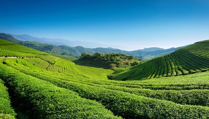 lush hillside tea plantation under clear blue sky