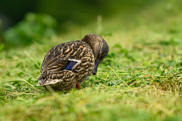Female duck on the grass