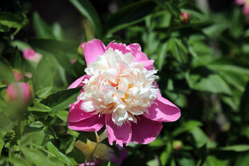 Macro image of a white and pink Peony flower, Derbyshire England
