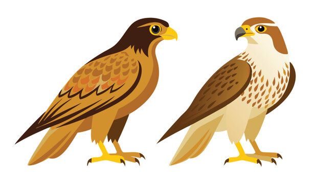 Two brown hawks birds of prey illustration
