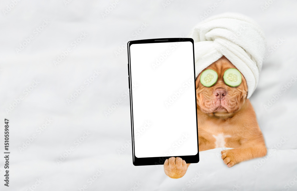 Leinwandbilder Relaxing mastiff puppy with towel on it head and with a piece of cucumber on it eyes relaxing on the bed at home and showing big smartphone with blank screen in it paw. Top down view. Empty space