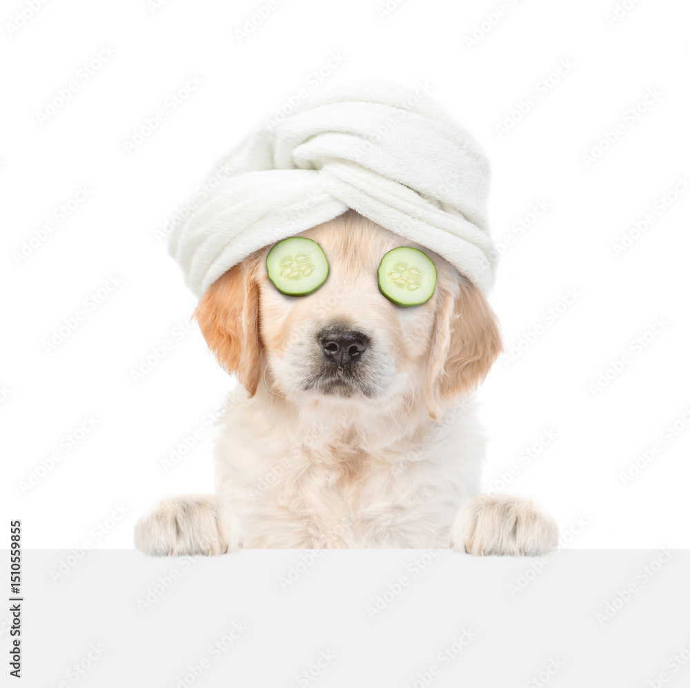 Fototapete Cute Golden retriever puppy with towel on it head and with slices of cucumber on it eyes looks above blank white banner. isolated on white background
