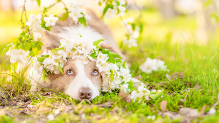 Portrait of a Border Collie puppy wearing wreath of apple blossoms at sunny spring park. Empty space for text