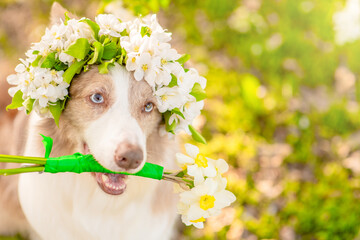 Happy Border Collie puppy wearing wreath of apple blossoms holds a bouquet of daffodils in its mouth at sunny spring park. Empty space for text