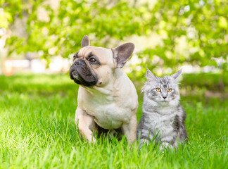 Fototapeta premium French Bulldog puppy and Maine coon cat sit together on green summer grass