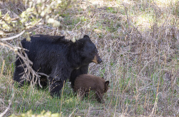 Black Bear Sow and Cub in Yellowstone National Park Wyoming in Springtime