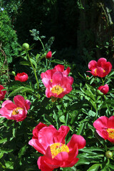 Peony plant in full bloom, Derbyshire England
