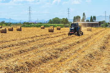 View of dried sugarcane leaves rolled into circular motion after harvesting sugar cane. Farmers collect dried sugarcane leaves and roll them in circles. Dry sugarcane leaves roll in sugarcane field.