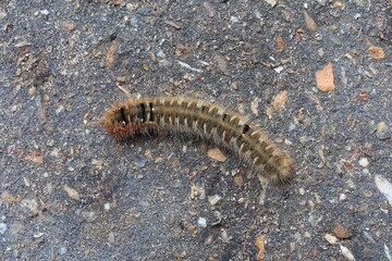 Caterpillar of a Hageheld (Lasiocampa Quercus) .