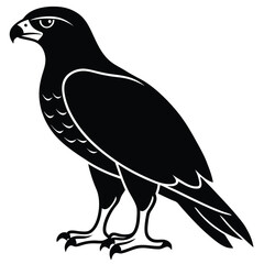 Silhouette hawk on white background