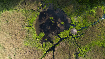 Swamp in Lithuania