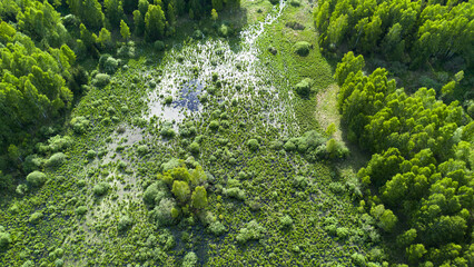 Swamp in Lithuania