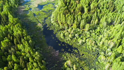 Swamp in Lithuania