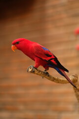 Black-winged lory. The red lory (Eos bornea). Close up detail of Red Iory