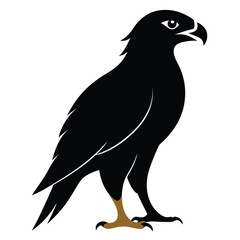 Silhouette hawk on white background