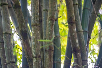 Plakat Bamboo Stalks and Green Foliage
