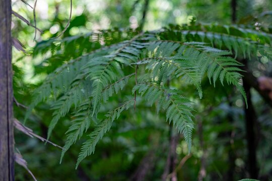 Close-up of lush green fern leaves in a forest. - Powered by Adobe