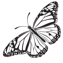 Black and White Butterfly with Detailed Wing Patterns and Elegant Design