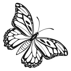 Beautiful Black and White Butterfly with Detailed Wing Design