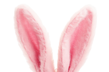 Close-up of two pink rabbit ears isolated on transparent background