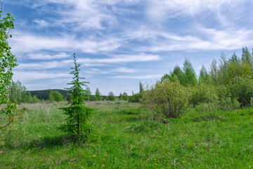 Summer meadow landscape with green grass and wild flowers on the background of a forest.