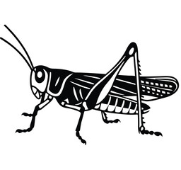 Black and White Grasshopper Illustration – Insect Character Design