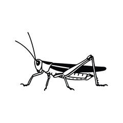 Grasshopper Line Drawing, Black and White Insect Illustration