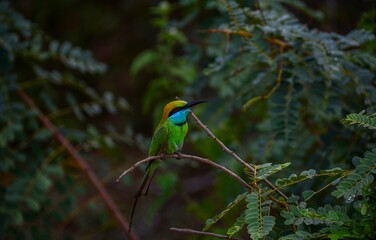 kingfisher on branch, kingfisher