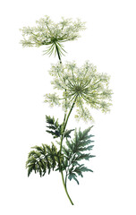 Illustration of a branch of Daucus carota. Hand drawn medical plant. Print with wildflowers. Meadow flowers for decoration